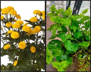 Combo Of 10 plAnts