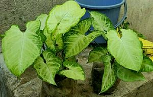 Combo Arrowhead plants,,🌲