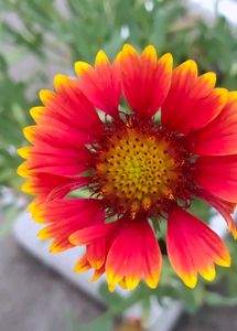 Vibrant Red and Yellow Flowers