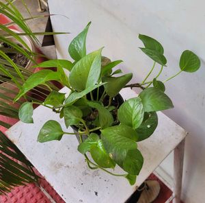 Evergreen Money Plant&amp; pot