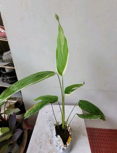 Set 2 Pandanus veitchii &amp; Never... Plant