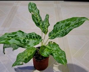 Aglaonema Pearl  Plant 🌵&amp; Pot