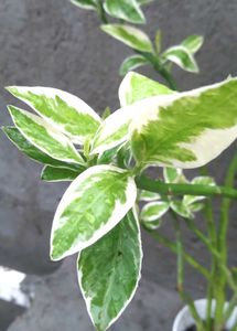 2 live plant with pot