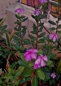 Combo Of 6 Air Purifier Plants