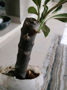 2 Color Champa Plant &amp; 1 Leaf Plan
