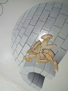 Plant Seeds