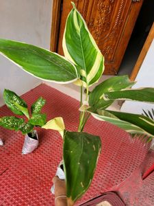 Pack 2🪴Dieffenbachia Seguine,&amp; Nevernever.Plant