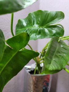Philodendron Burle Marx (L)