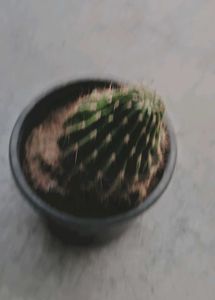 Unique Cactus Plant