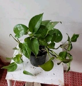 Evergreen Money Plant