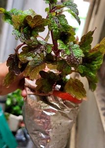 Set 2 Money &amp; Plectranthus Nitidus Plants 🌵