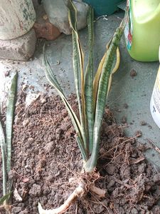 Snake Plant Cuttings - Ready to Grow!