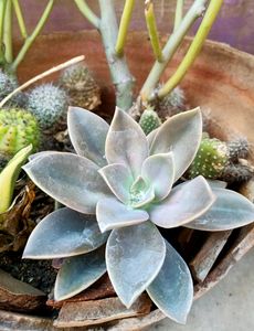 Echeveria Ghost