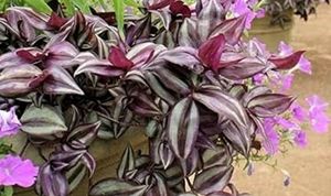 Tradescantia zebrina Plant &amp; Pot
