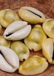 6 Peice Kaudi Free 2 Gomti Chakra