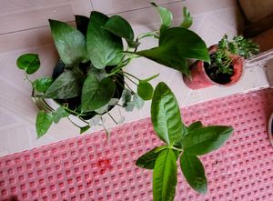 3 Set  Bear & money & Ming Aralia Plants🪴