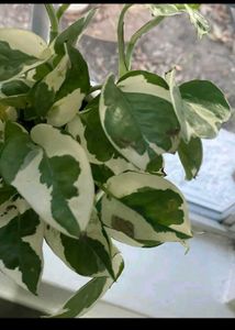 Live Money plant with Roots