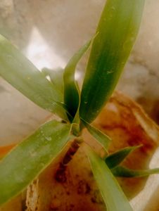 Dracaena Indoor Air Purifier Plant