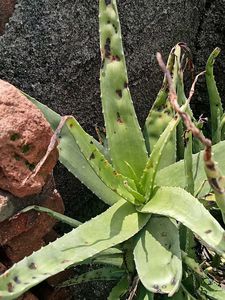 Plant