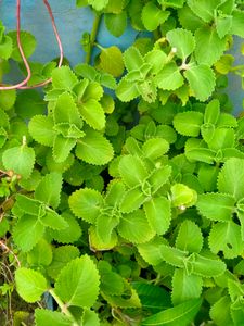 Ajwain Plant Cuttings