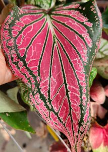 combo of two Beautiful Caladium Plant