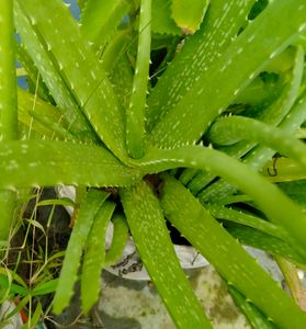 Alovera Plants