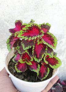 Coleus
