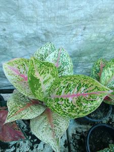 Aglaonema Twinkle Pink Plant