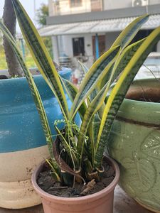 Snake Plant - Easy Care Houseplant