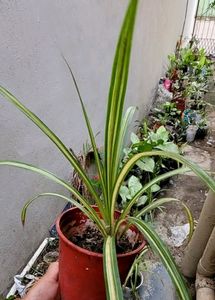 Set 2 Never..&amp; Pandanus veitchii Plant 🪴&amp; Pot