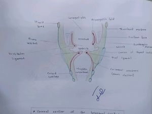 Anatomy Hand Drawn All Colourful Labelled Diagrams