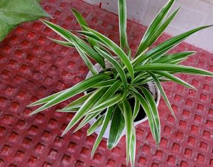 set 2 arrowhead vine &amp;  Spider plants 🪴