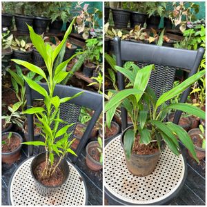 20 Live Root Plants