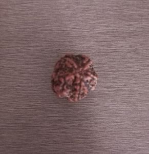 5 Mukhi Rudraksh - Hand Picked. ORIGINAL