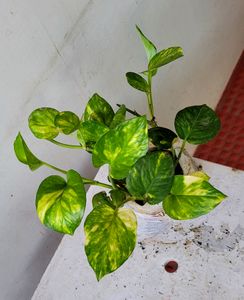 Pack 2 Evergreen Money &amp; Arrowhead Plant 🪴