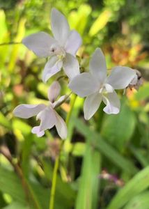 orchid
