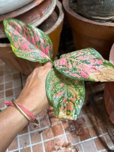 Aglaonema Pink Plant
