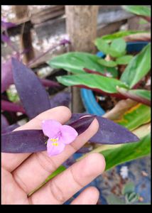 mixed flowering plants