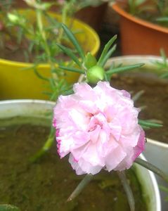 Portulaca  White Colour Combo