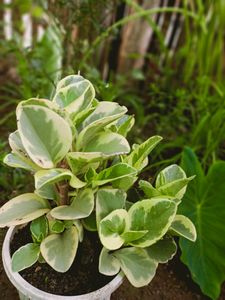 6 plant Variegated Baby Rubber ☘️