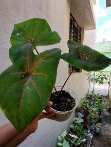 caladium Biclor Plant 🪴 &amp; Pot