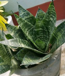 Combo Of 4 Plants