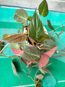 Two Beautiful Plants
