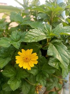 Combo Of 6 Beautiful Plants