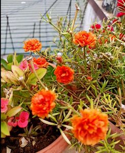 5 Colours Moss Rose Plant