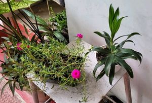 Pack 2 Portulaca grandiflora &amp; Callisia Fragrans: