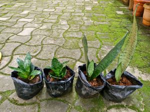 Snake Plants for Sale