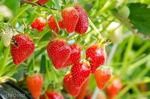 Hybrid Strawberry Plant combo Of 2