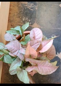 Plants