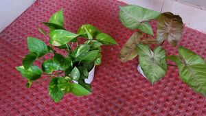 Set 2 Evergreen Money & Arrowhead Plant & Pot